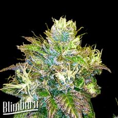 BlimBurn Seeds OG's Kush