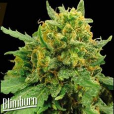 BlimBurn Seeds Super Automatic