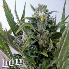 BlimBurn Seeds Tangie AUTO