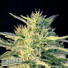 BlimBurn Seeds Wombat