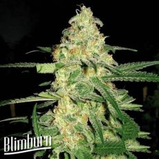 BlimBurn Seeds Original Clon