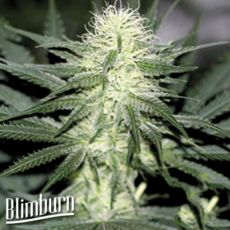 BlimBurn Seeds Sour Diesel