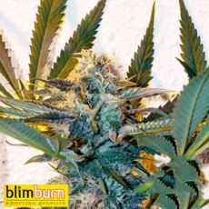 Blimburn Seeds Critical Daddy Purple