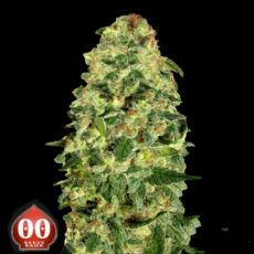 00 Seeds AUTO California Kush