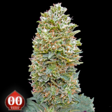 00 Seeds AUTO Bubblegum