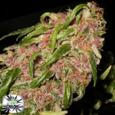 Black Creek Gardens Seeds Spyder