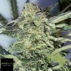 Black Label Seeds White Widow
