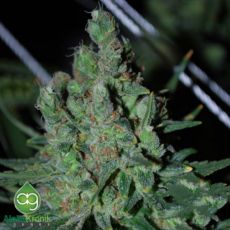 AlphaKronik Genes Seeds Cheddarwurst 2