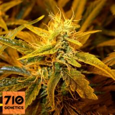 710 Genetics Seeds Cheese Label