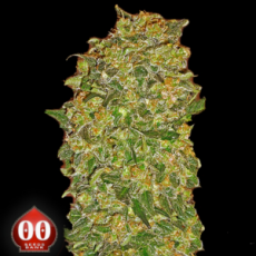00 Seeds Chocolate Kush
