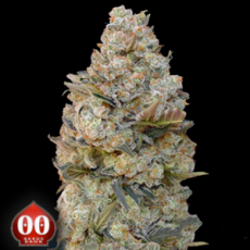 00 Seeds AUTO Chocolate Skunk