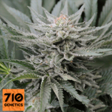 710 Genetics Seeds Coastal OG