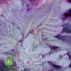 AlphaKronik Genes Seeds Gobbstopper