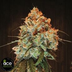 ACE Seeds Golden Tiger