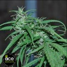 ACE Seeds Green Haze