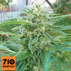 710 Genetics Seeds C99 Haze
