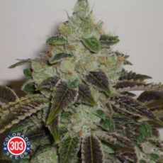 303 Seeds Jet Fuel G6