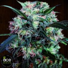 ACE Seeds Kali China