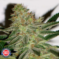 303 Seeds Mack Truck