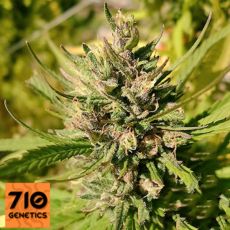 710 Genetics Seeds Majestic Lemon