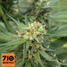 710 Genetics Seeds Pure Jack