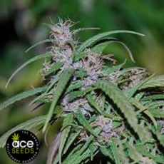 ACE Seeds Purple Haze