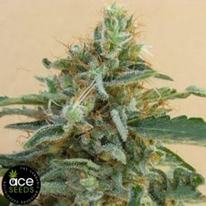 ACE Seeds Tikal