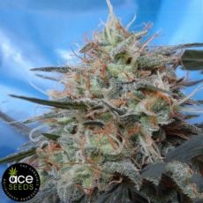 ACE Seeds Congo x Kali China