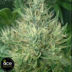 ACE Seeds Panama x Bangi Haze