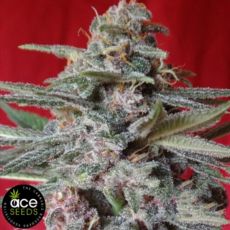 ACE Seeds Snow Moon