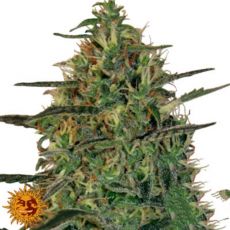 Barneys Farm Seeds Auto Malana Bomb