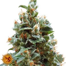 Barneys Farm Seeds Vanilla Kush