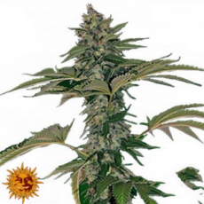 Barneys Farm Seeds Auto Grape Muerto