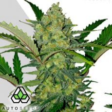 Auto Seeds Ultra Lemon Haze