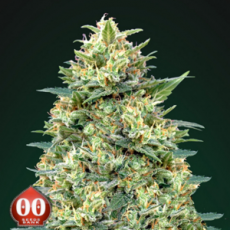 00 Seeds Critical Poison