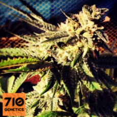 710 Genetics Seeds Blue Chemdawg