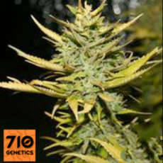 710 Genetics Seeds G13 Hashplant