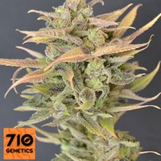 710 Genetics Seeds High Priority