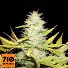 710 Genetics Seeds Peacekeeper AUTO