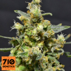 710 Genetics Seeds Shellshock Auto
