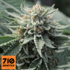 710 Genetics Seeds Tropical Berry