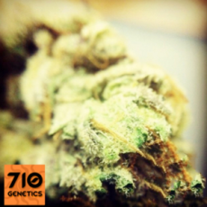710 Genetics Seeds Tropical OG