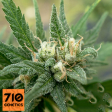 710 Genetics Seeds White Candy AKA Sweet Tooth