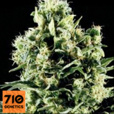 710 Genetics Seeds White Lady OG