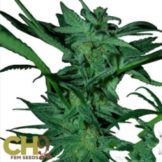 CH9 Seeds White Shark 33