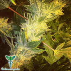 Dankonomics Genetics Seeds Gorilla Glue #4 S1