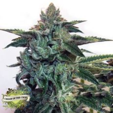 Cream of the Crop Seeds Sticky Zkittlez Glue