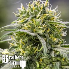 Brothers Grimm Seeds Durban-Thai x C99