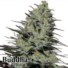 Buddha Seeds Morpheus