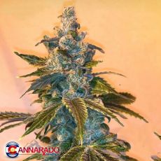 Cannarado Genetics Seeds Kitchen Sink